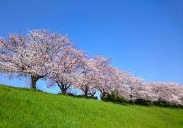 桜と土手